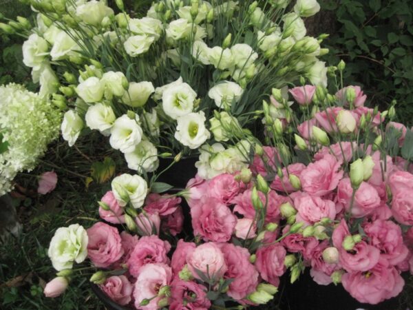 Bouquet Gathering, date TBA - Image 2