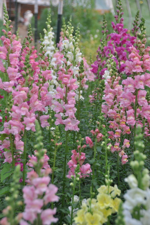 SOLD OUT! Mother's Day Bouquets -  May 10th, 8-10 a.m. pick up - Image 12