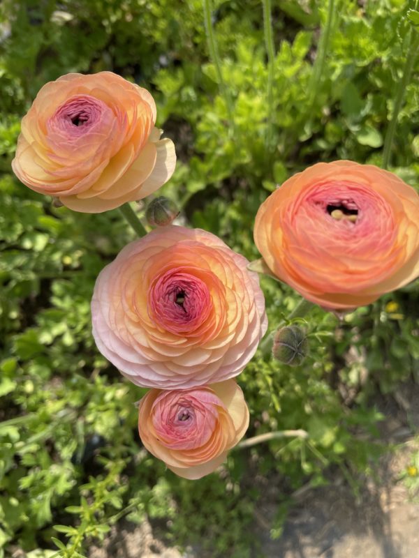 SOLD OUT! Mother's Day Bouquets -  May 10th, 8-10 a.m. pick up - Image 8