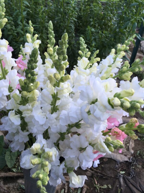 SOLD OUT! Mother's Day Bouquets -  May 10th, 8-10 a.m. pick up - Image 13