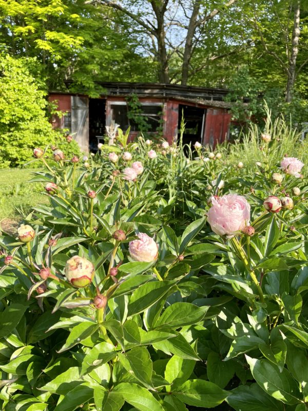 SOLD OUT! Mother's Day Bouquets -  May 10th, 8-10 a.m. pick up - Image 5
