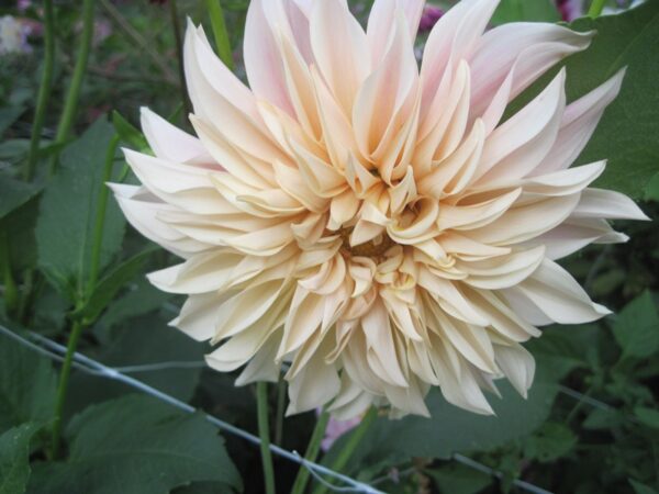 Growing Dahlias - May 20, 6-8 pm - Image 7