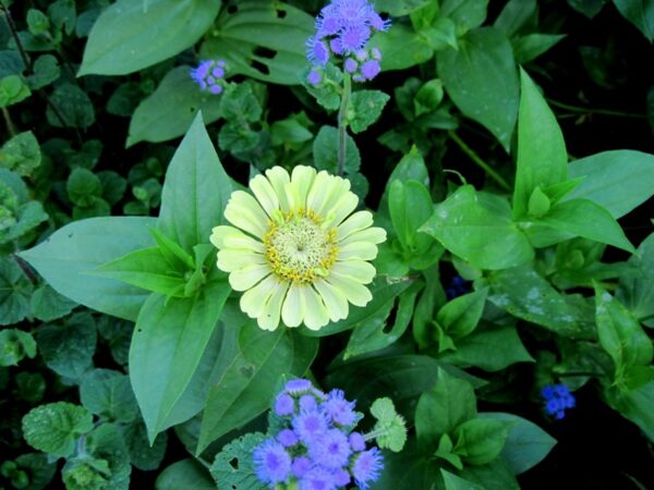 SOLD OUT Grow Your Own Cut Flower Garden  - Tuesday, April 8th, 5:30-7:30 pm - Image 5