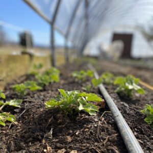 Flower Farming 101, March 29, 2-5 p.m.
