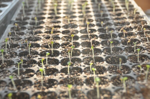 SOLD OUT Grow Your Own Cut Flower Garden  - Thurs April 10, 5:30-7:30 pm - Image 9