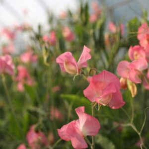Grow your Own Sweet Peas, Feb. 20, '25  6-8 pm $95