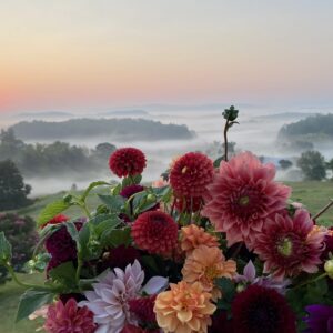 Bucket of Dahlias July - Sept