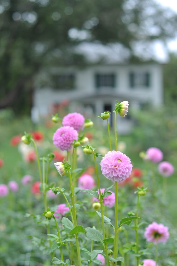 Dahlia Tuber Grab Bag Sale - Image 2