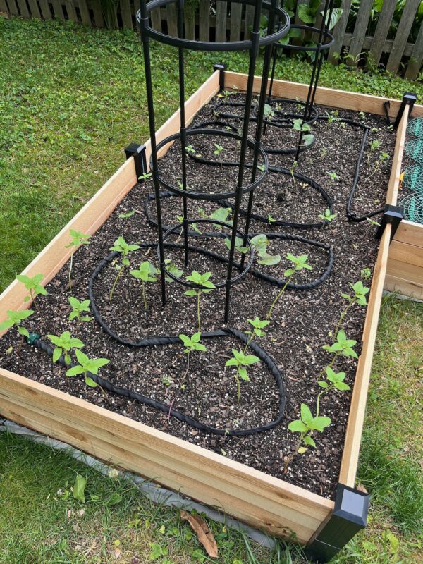 SOLD OUT Grow Your Own Cut Flower Garden  - Tuesday, April 8th, 5:30-7:30 pm - Image 6