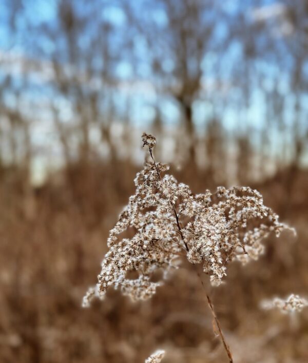 Cell Phone Photography Workshop - Winter TBD - Image 8