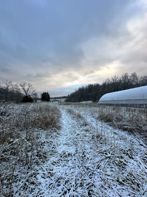 Cell Phone Photography Workshop - Winter TBD - Image 7