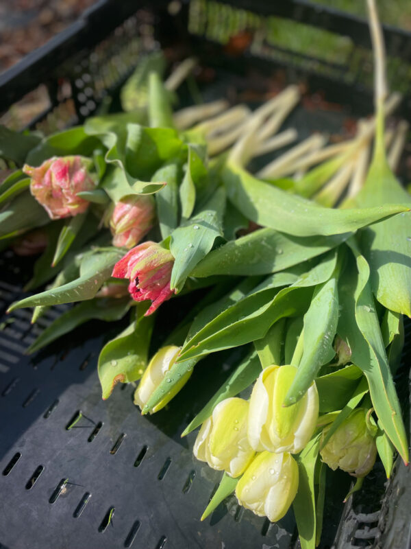 SOLD OUT! Early Spring CSA - 6 wks. Begins March 11 (or 18th) - Image 6