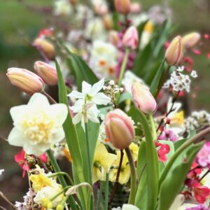 SOLD OUT! Early Spring CSA - 6 wks. Begins March 11 (or 18th)