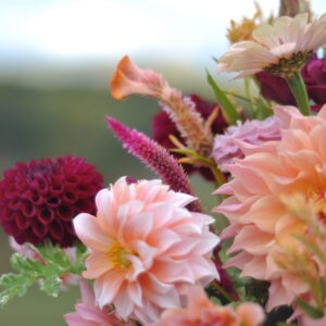 Farm Tour/U-Pick,  Sept 10, 10 am-noon SOLD OUT!