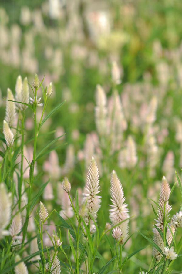 Seed Saving Workshop, Sunday, Nov. TBA 3-5 pm - Image 4