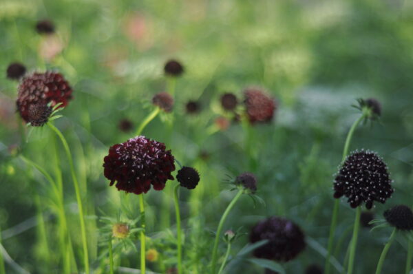 Seed Saving Workshop, Sunday, Nov. TBA 3-5 pm - Image 8